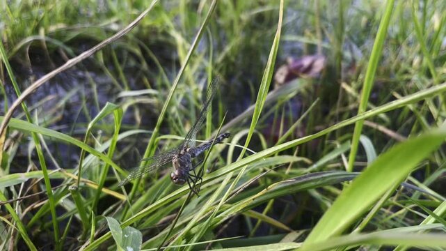 Macro of Male Broad-Bodied Chaser Dragonfly Libellula Depressa Resting on Green Grass in Wetland
