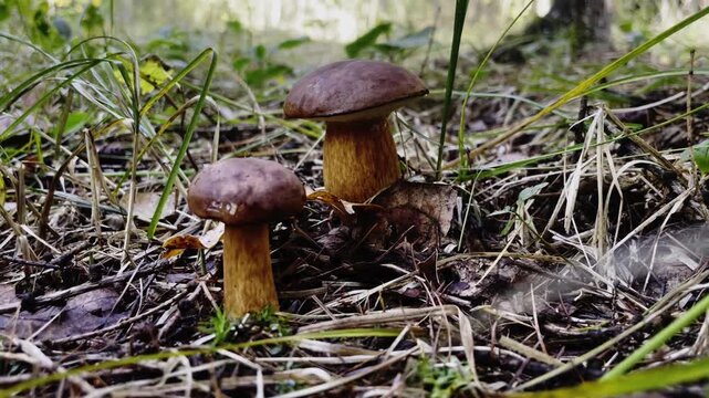Two fresh edible brown bolete mushrooms growing in wild forest among moss and dry grass. Autumn nature foraging and wild woodland fungi concept