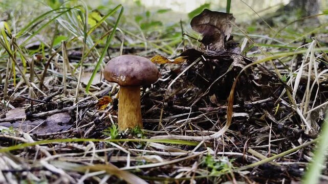 Two Beautiful Edible Bolete Mushrooms Growing in Autumn Forest Undergrowth. Hand picking mushrooms