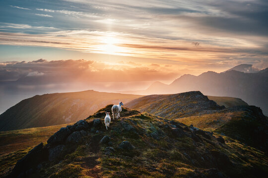 Sunset landscape in Lofoten islands in northern Norway, sheep family farm animals walking on the hill outdoors in mountains tranquil scenery travel beautiful destinations peaceful scenic view
