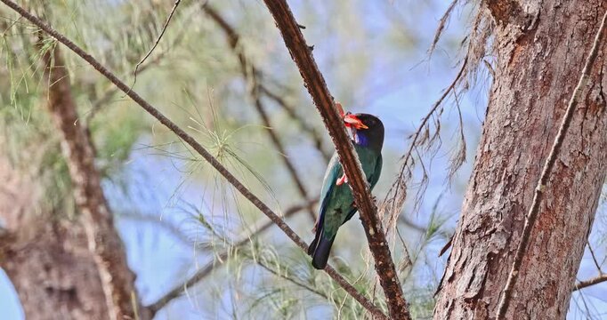 Oriental dollarbird perching on pine tree branch with insect in beak. wildlife photography, birdwatching, tropical birds, nature, predator, feeding, avian.