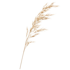 Fototapeta premium Dried Pampas Grass Stem Isolated on White Background, Minimal Botanical Decor Element