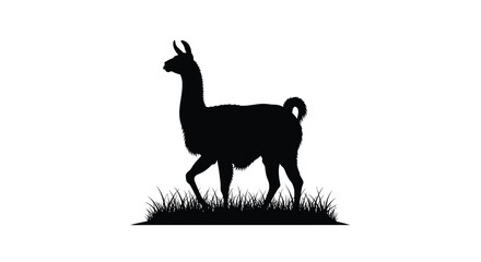 Silhouette of a llama standing in grassy terrain against a white background © Rabbi