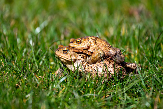 Zwei Erdkr&ouml;ten in einer f&uuml;r das Fr&uuml;hjahr typischen Szene: Das deutlich kleinere M&auml;nnchen klammert sich im sogenannten Amplexus auf dem R&uuml;cken des gr&ouml;&szlig;eren Weibchens fest.