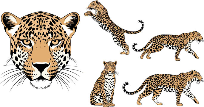 Leopard set with face portrait and different poses isolated on white background, wild big cat vector illustration collection