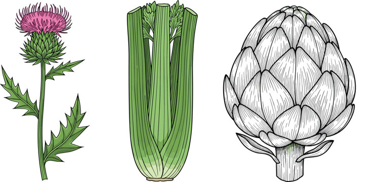 Botanical illustration set of thistle celery and artichoke detailed hand drawn vintage engraving style plants isolated on background