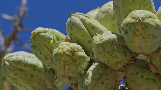 Joshua tree flower buds with many insects.