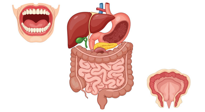 Illustration of the human digestive system including mouth, stomach, intestines, and liver on a white background