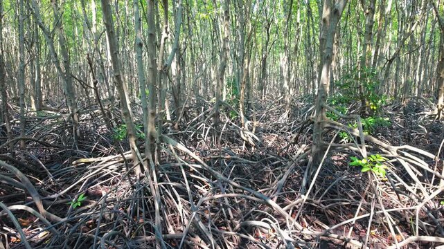 Lush mangrove forest with tall slender trees and complex aerial root systems in a tropical wetland. Concept of environmental sustainability, coastal ecology, and carbon sequestration.
