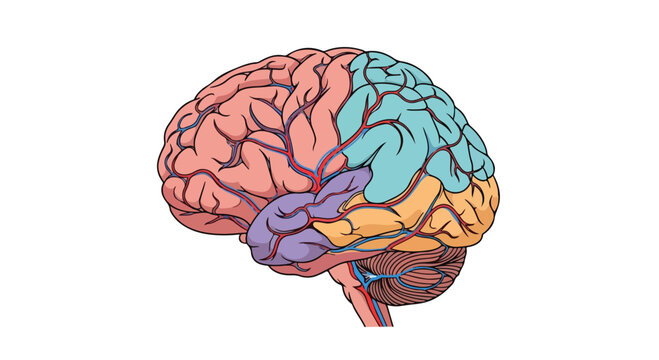 Colorful illustration of the human brain with distinct lobes and anatomical structures on a white background