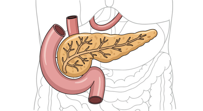 Detailed anatomical illustration of the human pancreas and duodenum showing its intricate duct system and surrounding
