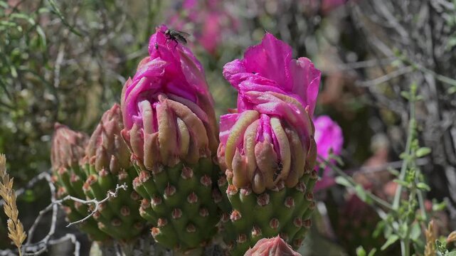 Unopened beaver tail cactus flowers with variety of insects.
