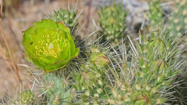 Variety of insects in cholla cactus flower bloom.