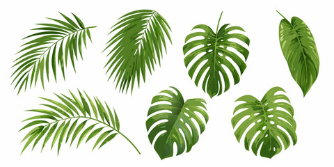 Collection of vibrant tropical palm and monstera leaves on white background © Ranajit
