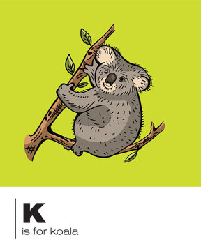 K is for Koala bear flash card illustration in vector for learning, teaching and classroom posters