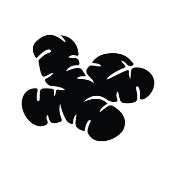 Ginger root silhouette, minimalist black and white fresh ginger spice vector illustration isolated on white.