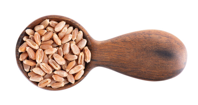 Organic peeled spelt grains isolated on white background. Triticum spelta or dark wheat in wooden spoon. Clipping path. Top view.
