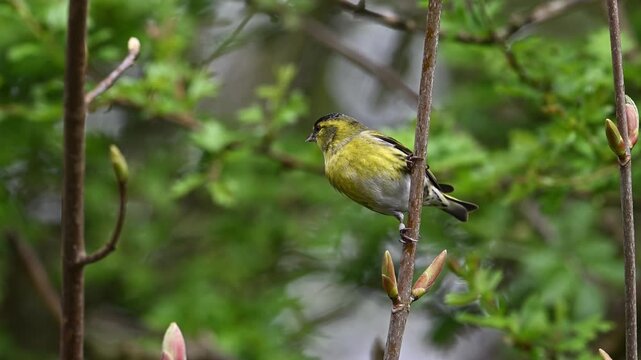 Siskin pretty garden wild bird