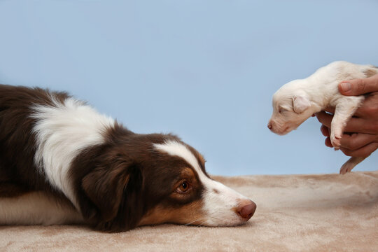 Curious Aussie adult dog observes a tiny white newborn puppy in human hands. A moment of gentle introduction, new life, wonder, and pet care. Purebred, adorable, sweet, pure joy, love
