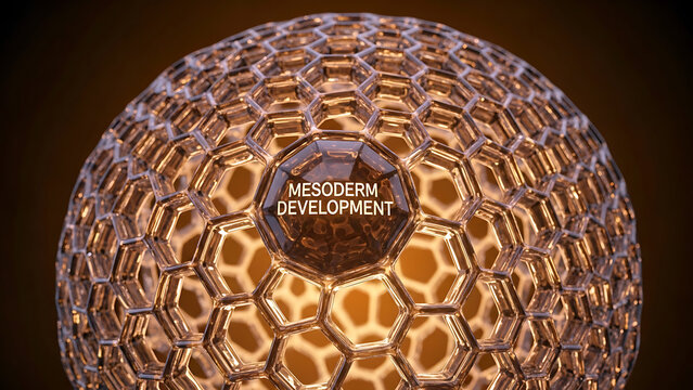 Closeup of a glass sphere with a honeycomb pattern and mesoderm development text on a brown gradient background
