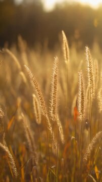 Goldene Gr&auml;ser im Gegenlicht eines warmen Sonnenuntergangs