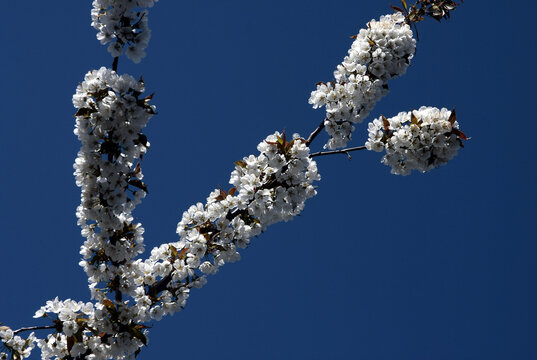 Kirschbl&uuml;te
