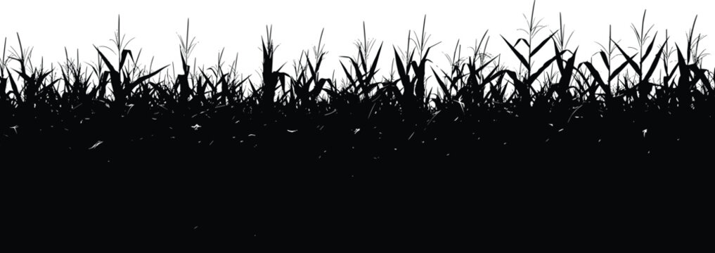 Black silhouette of corn field plants growing on farm landscape vector design.