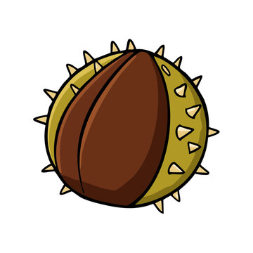 Illustration of a spiky conker seed isolated on a white background
