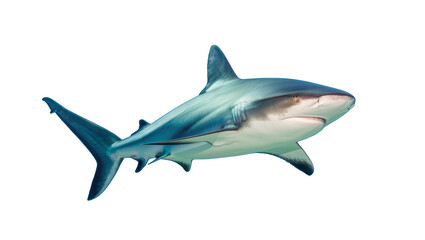 Fototapeta premium Graceful grey reef shark swimming, isolated on transparent background