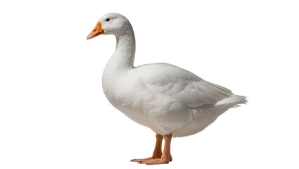White goose with orange beak and legs, isolated on transparent background © Elena