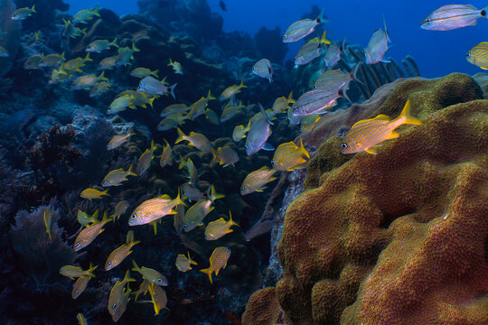 Tropical Reef Life: School of Grunts and Snappers on a Healthy Coral Reef in Key Largo, Florida