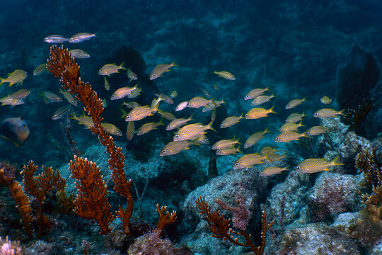 Tropical Reef Life: School of Grunts and Snappers on a Healthy Coral Reef in Key Largo, Florida