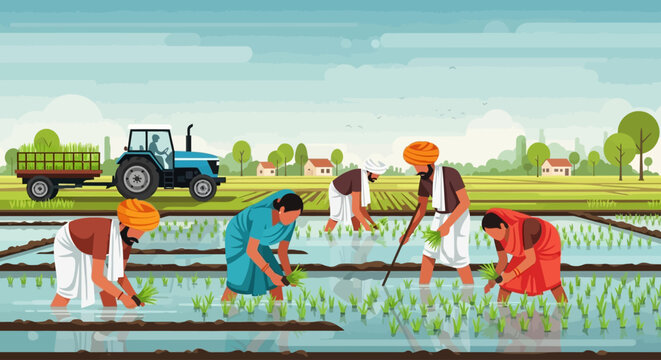 Indian farmers transplanting paddy in a rural field with tractor support, illustrating traditional rice cultivation and mechanized agriculture in village landscape