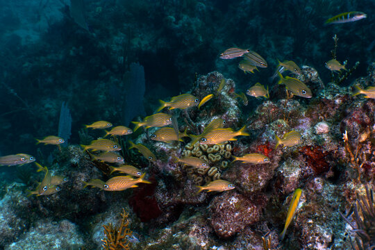 Tropical Reef Life: School of Grunts and Snappers on a Healthy Coral Reef in Key Largo, Florida
