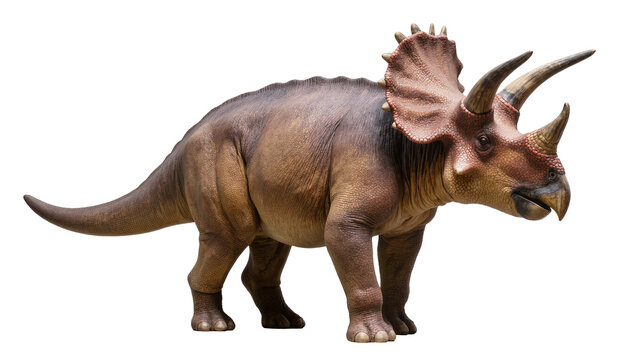 Brown Triceratops dinosaur with three horns and frill, isolated on transparent background