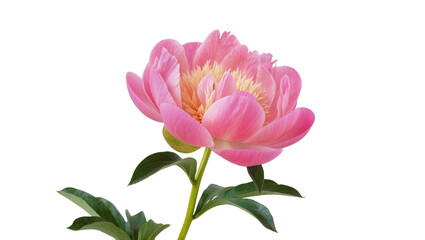 Fototapeta premium Pink peony flower with green leaves, isolated on transparent background