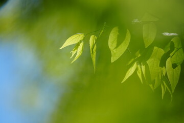 Obraz premium Green Leaves and Branches