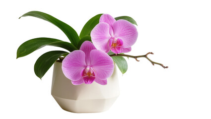 Pink orchid flowers in a geometric white pot, isolated on transparent background © Elena
