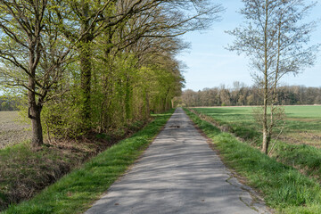 Fototapeta premium Country road winding through green fields and trees