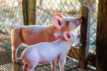 Young pink piglet drinking water from automatic nipple drinker system in pigpen in pigfarm © NARONG