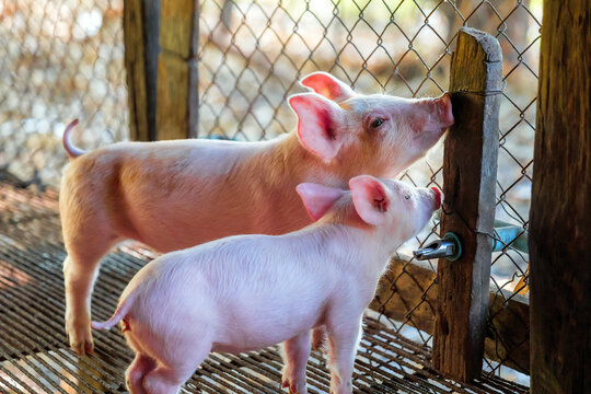 Young pink piglet drinking water from automatic nipple drinker system in pigpen in pigfarm