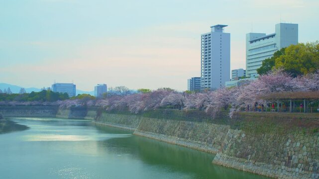 早朝の大阪城公園の桜と水堀