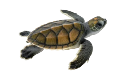 Fototapeten Schildkröte Small green sea turtle swimming, isolated on transparent background  © Elena