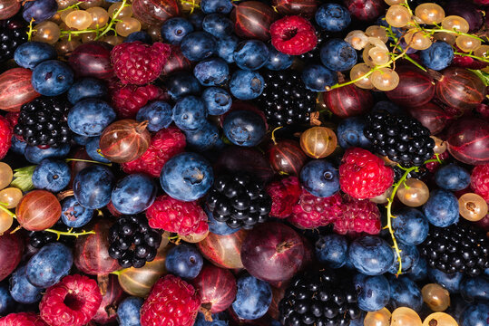Gooseberries, blueberries, mulberry, raspberries, white and red currants.