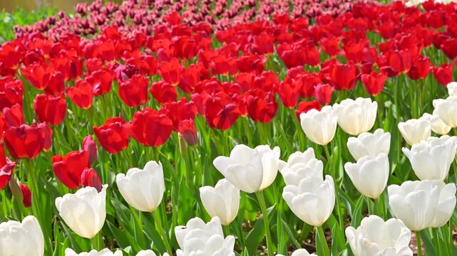 東京の公園に咲く色とりどりのチューリップ