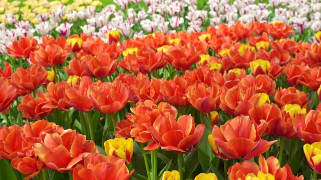 東京の公園に咲く色とりどりのチューリップ