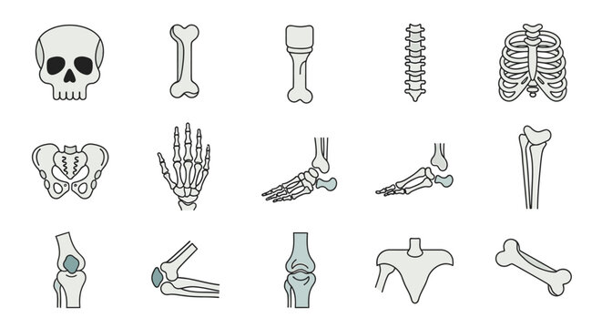 Human skeleton body parts bones.