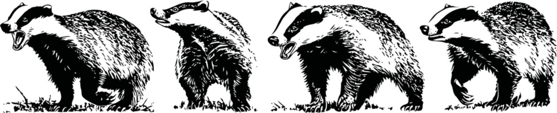 set of hand drawn badgers in various walking and standing poses, black and white animal illustration