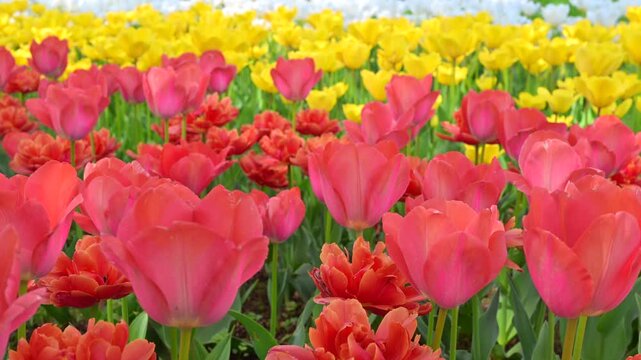東京の公園に咲く色とりどりのチューリップ