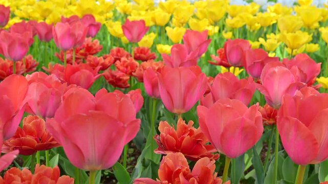 東京の公園に咲く色とりどりのチューリップ